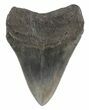 Grey, Serrated Megalodon Tooth - Georgia #54852-2